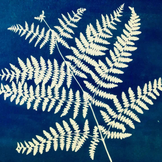 Cyanotype d'une fronde de fougère en blanc sur fond bleu de Prusse