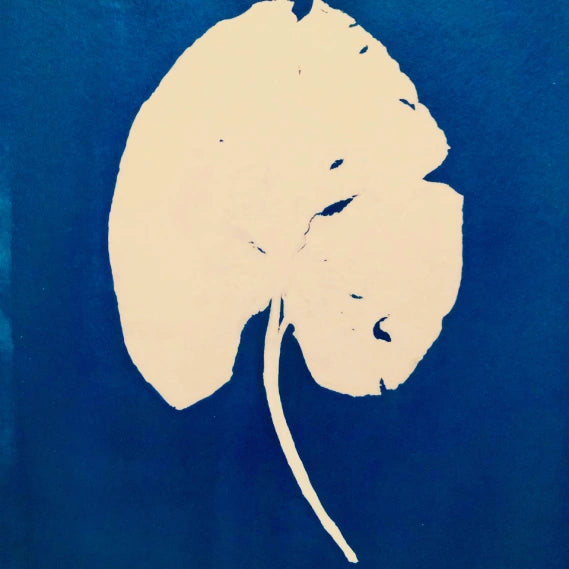 Cyanotype d'une grande feuille ronde en blanc sur fond bleu